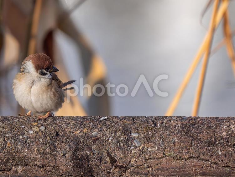 手すりにとまるスズメ・コピースペース スズメ,雀,鳥の写真素材