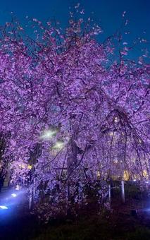 夜桜 桜,夜桜,春の写真素材