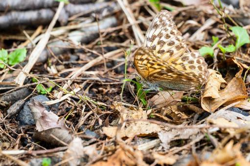 ミドリヒョウモン⑽ ミドリヒョウモン⑽の写真