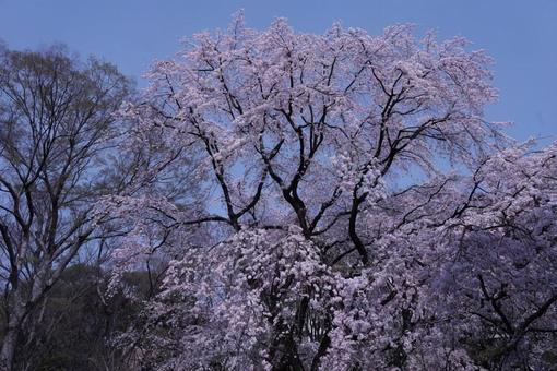 桜満開の青空 桜満開の青空の写真