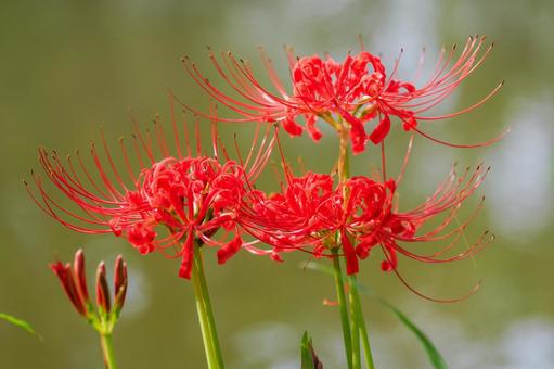 Flower of the other shore, JPG Flower of the other shore, JPG