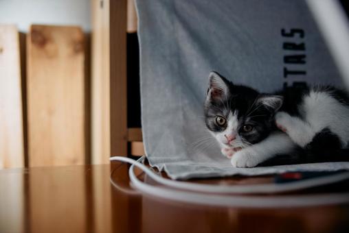 横になる猫 子猫,猫,足長マンチカンの写真素材