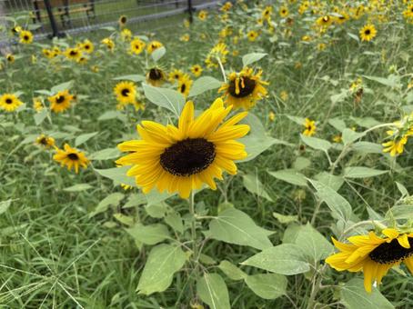 日比谷公園のひまわり 日比谷公園のひまわり 東京都,日比谷,日比谷公園の写真素材