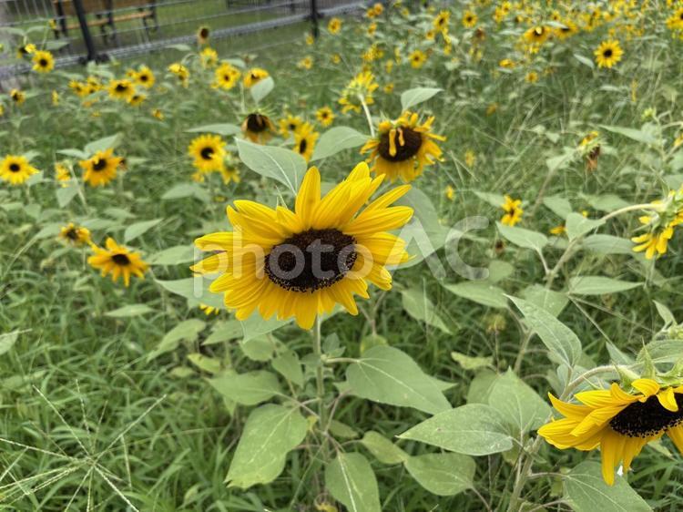 日比谷公園のひまわり 東京都,日比谷,日比谷公園の写真素材