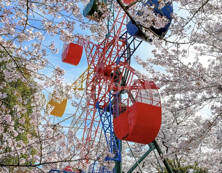 観覧車と桜 桜,さくら,サクラの写真素材