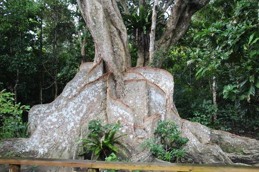 マングローブ マングローブの写真