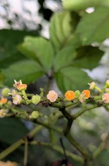 ヤブガラシの花 ヤブガラシの花 ヤブガラシ,花,金平糖の写真素材