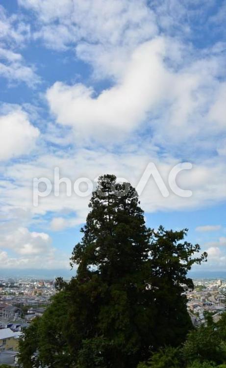 町を見守る木 青空,木,風景の写真素材