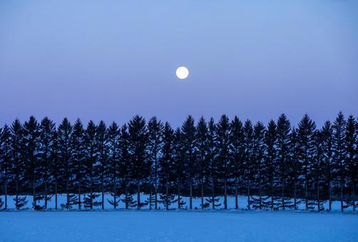 夜明け前の月と木々 夜明け前の月と木々 雪原,紫色,満月の写真素材