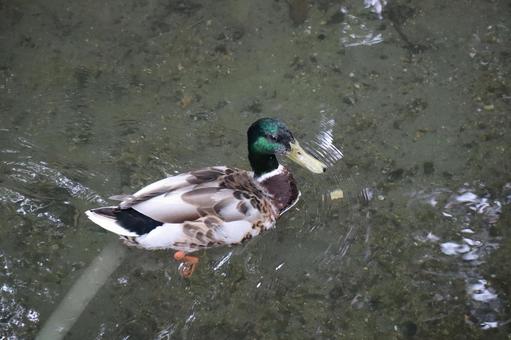 池を泳ぐ鴨のアップの写真