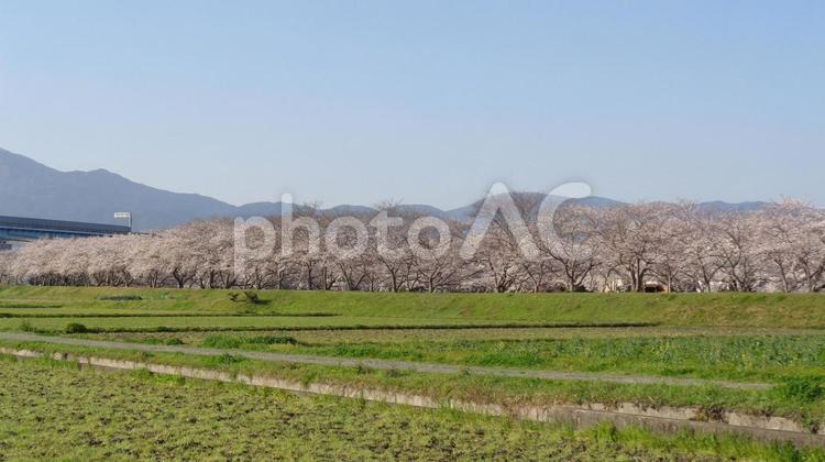 波多江の桜_13 清廉桜,並木道,糸島市の写真素材