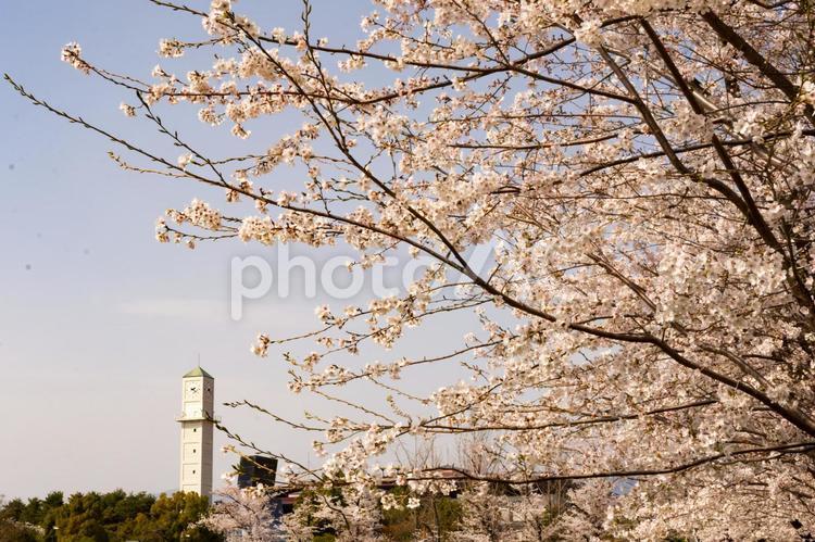 小瀬スポーツ公園　桜 小瀬スポーツ公園,公園,桜の写真素材