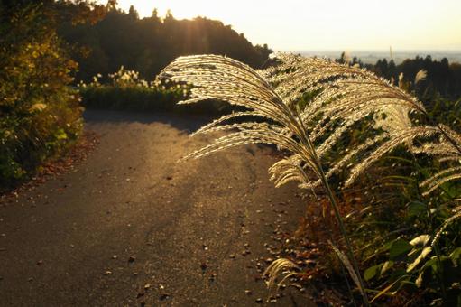 Japanese silver grass and evening scenery, JPG