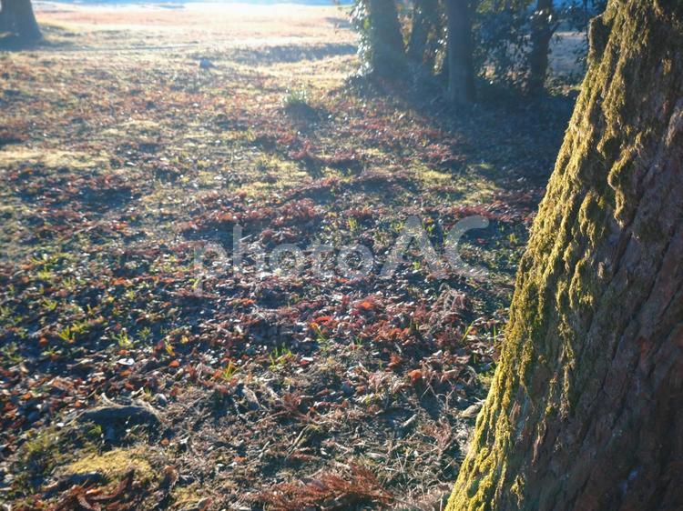 苔むした木の幹 木,木肌,アップの写真素材