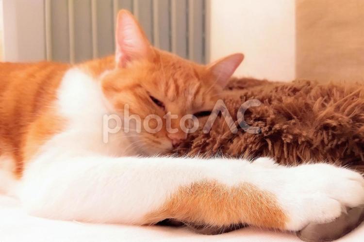 ぐったりしている猫 猫,ぐったり,うつ伏せの写真素材