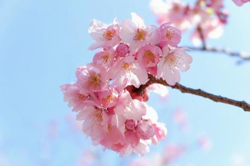 桜 桜の写真