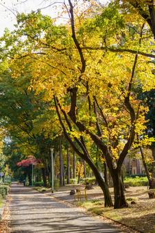 紅葉した木々のある並木道 秋,紅葉,風景の写真素材