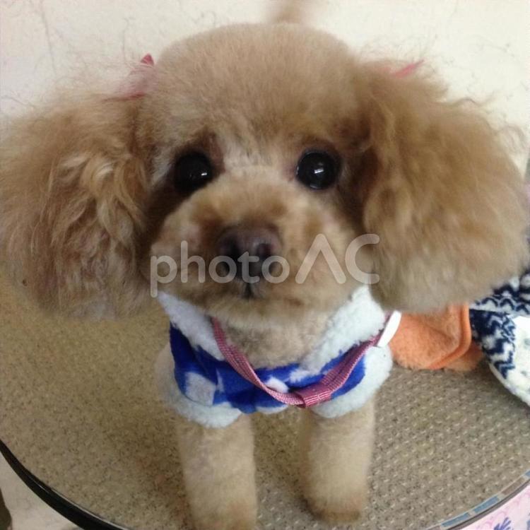 我が家のアイドル　トイプードル 犬,プードル,トイプードルの写真素材