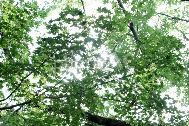 木漏れ日7 木漏れ日,こもれび,光の写真素材