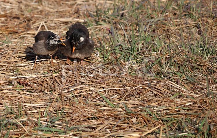 2羽の野生のムクドリ ムクドリ,野鳥,野生動物の写真素材