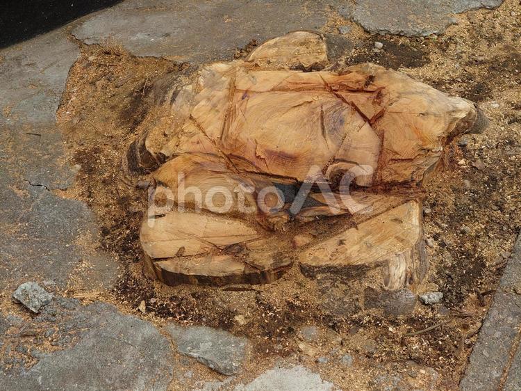 切り株の哀愁・住宅街の切り株 切り株,住宅街,木の写真素材