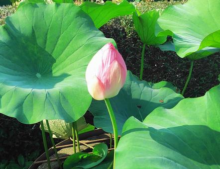 蓮の花 蓮,蓮の花,ピンクの花の写真素材