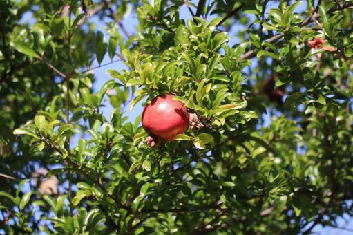 緑の葉と赤い実のザクロの木と青空 緑,葉,赤いの写真素材