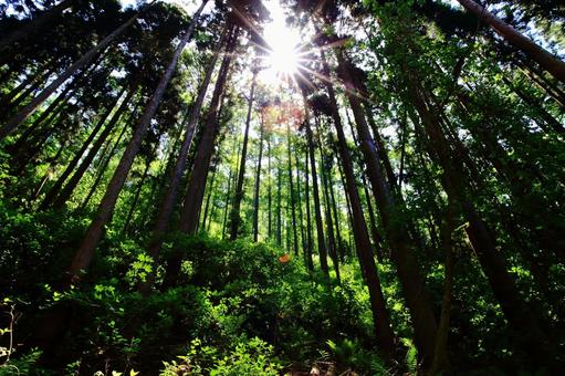 長野県の森 長野県の森の写真