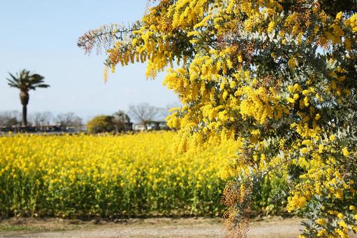菜の花とアカシア アカシア,春,季節の写真素材