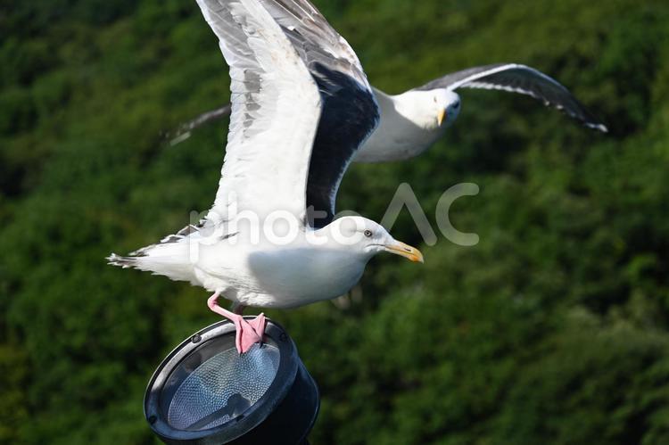 羽を広げるカモメ カモメ,かもめ,鳥の写真素材