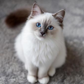 ブルーアイの猫 ブルーアイの猫の写真