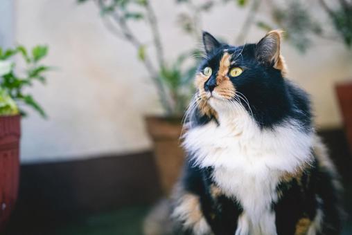 植木鉢の前のふわふわの三毛猫 三毛猫,猫,ふわふわの写真素材