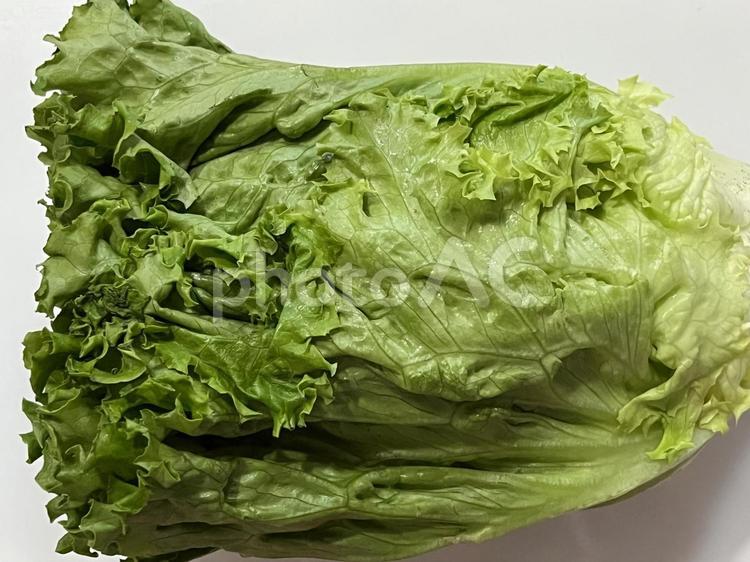 グリーンリーフ 野菜,レタス,葉物野菜の写真素材
