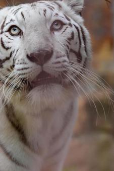 ホワイトタイガー ホワイトタイガーの写真
