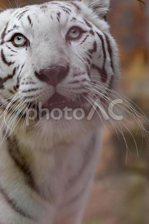 ホワイトタイガー ホワイトタイガー,虎,動物の写真素材