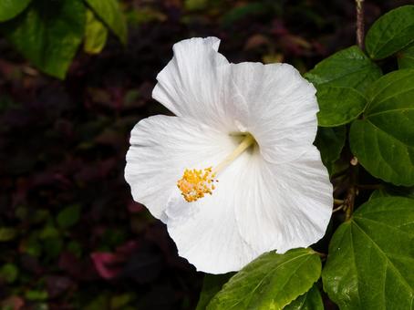 ハイビスカス　ホワイトエレガンス ハイビスカス,ヒビスクス,花の写真素材