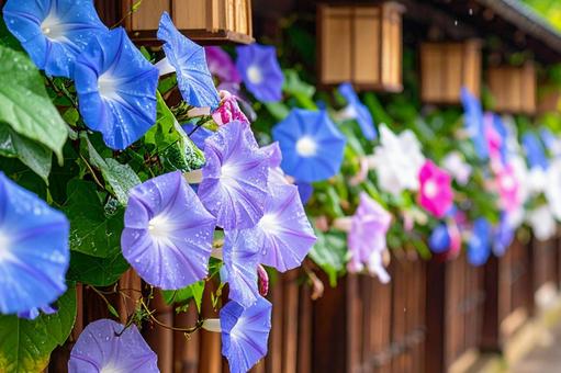 満開の青い朝顔の花_02 満開の青い朝顔の花_02の写真