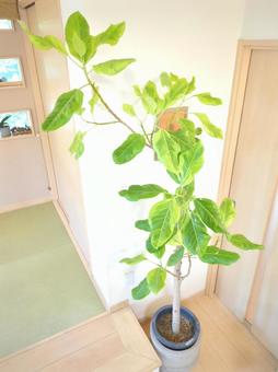 大型観葉植物　フィカスアルテシマ10号鉢 大型観葉植物,観葉植物,フィカスの写真素材