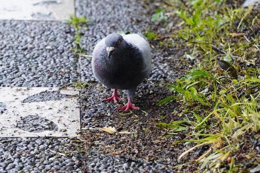 Pigeons, JPG Pigeons, JPG