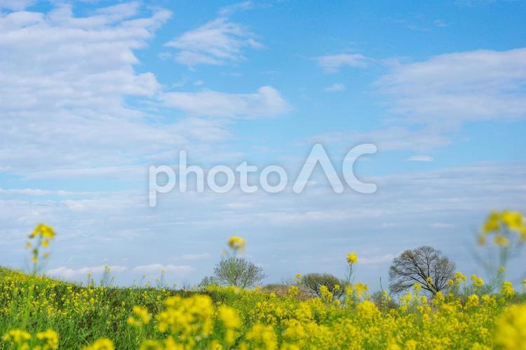 藤岡市の渡良瀬川河川敷の春 菜の花,渡良瀬川,藤岡市の写真素材