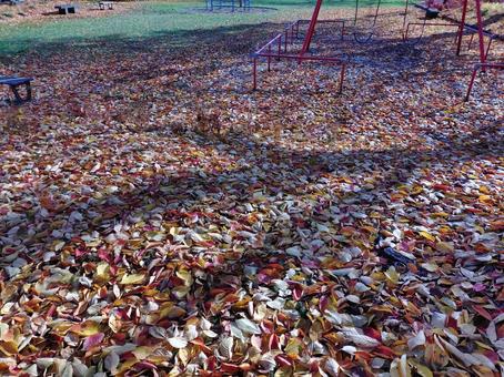 落ち葉の絨毯 落ち葉,１１月,晩秋の写真素材