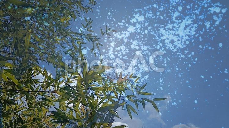 天の川と笹(自作)③ 天の川,七夕,夜空の写真素材
