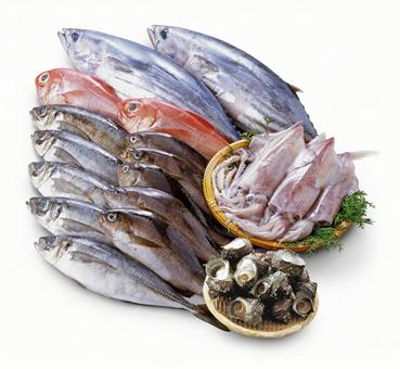 鮮魚集合 鮮魚集合 鮮魚,集合,たくさんの写真素材