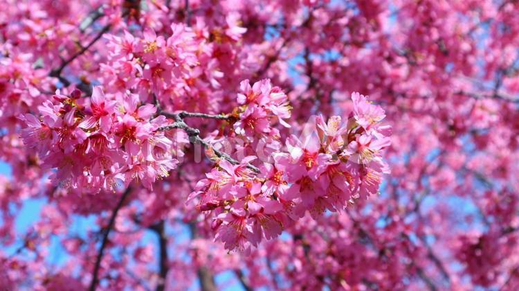 美しきオカメザクラ 春,桜,オカメザクラの写真素材