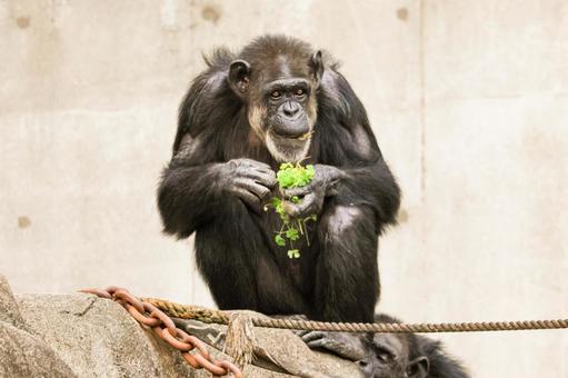 チンパンジー チンパンジー,お食事,猿の写真素材