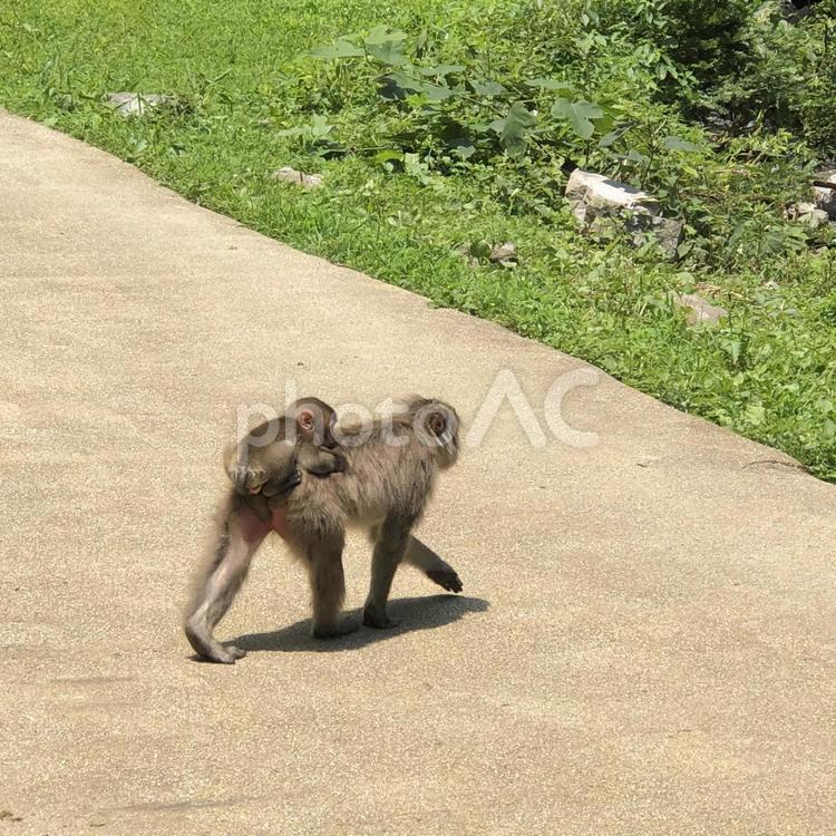 お母さんにおんぶ 哺乳動物,サル,霊長類の写真素材