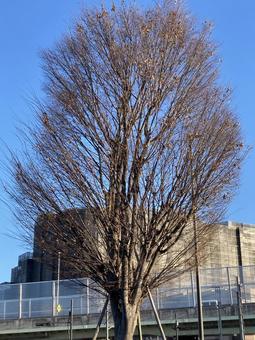 枯れた木 枯れた木 木,自然,風景の写真素材