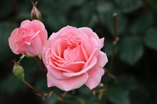 華やかなピンクローズ バラ,薔薇,ピンクの写真素材