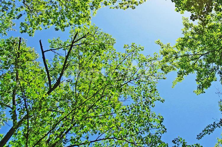 樹木と空 木漏れ日,木洩れ日,樹木の写真素材