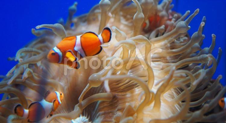 水族館の熱帯魚 水族館,水中,魚の写真素材